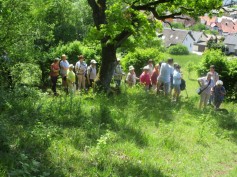 1-Engl Wald 074